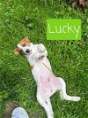 adoptable Dog in warrenton, WA named Gidget pup - Lucky