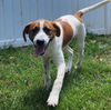 adoptable Dog in Warrenton, MO named Gidget pup - Lucky