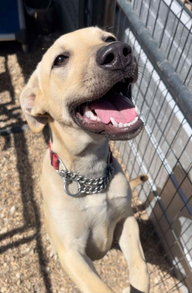 adoptable Dog in Warrenton, MO named St Anne