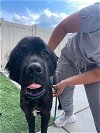 adoptable Dog in renton, WA named Albert