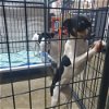 adoptable Dog in warrenton, WA named Mont- Bridget