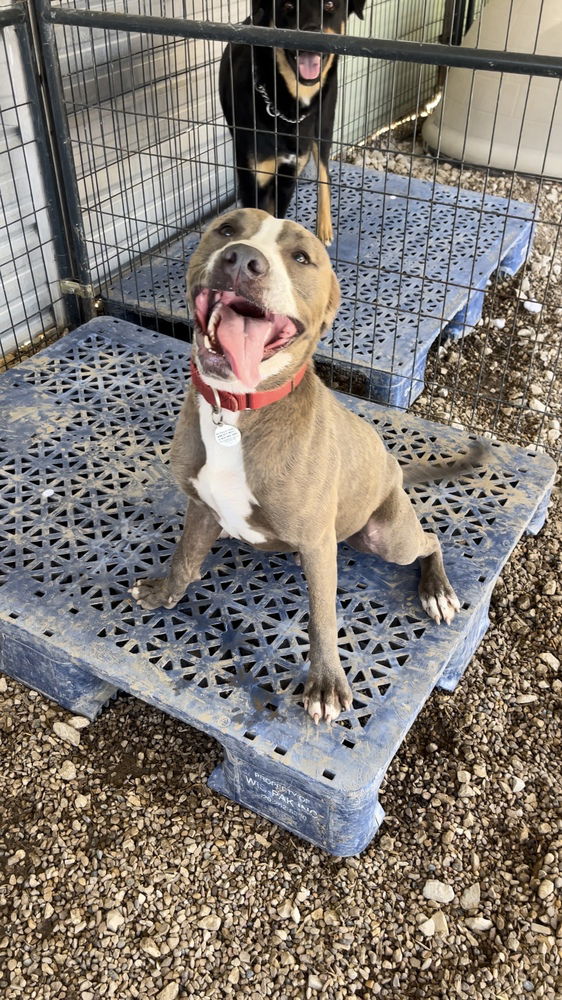 adoptable Dog in Warrenton, MO named Trooper