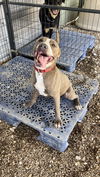 adoptable Dog in Warrenton, MO named Trooper