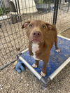 adoptable Dog in Warrenton, MO named BP Pup Amaretto