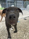 adoptable Dog in Warrenton, MO named BP Pup Mojito