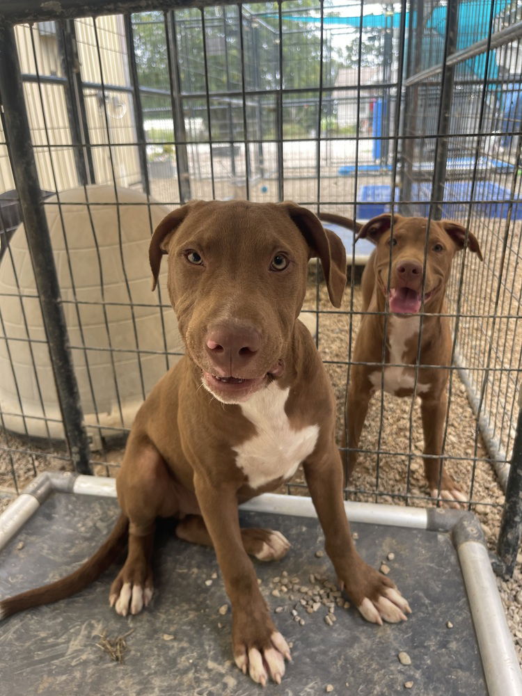 adoptable Dog in Warrenton, MO named BP Pup Bourbon