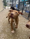 adoptable Dog in  named BP Pup Cognac