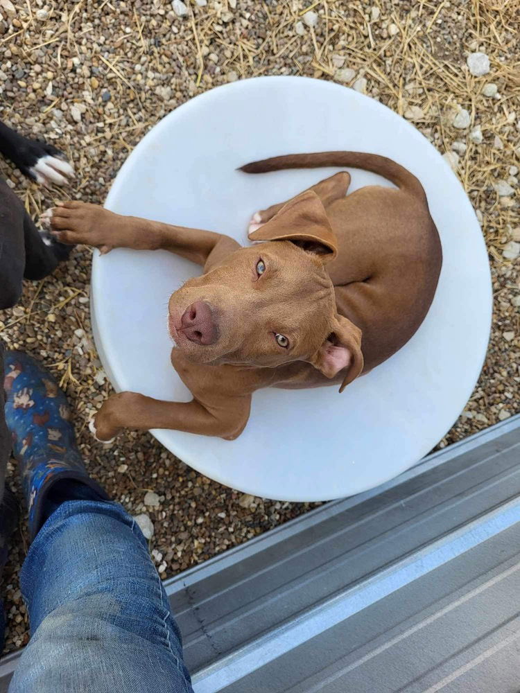 adoptable Dog in Warrenton, MO named BP Pup Kahlua