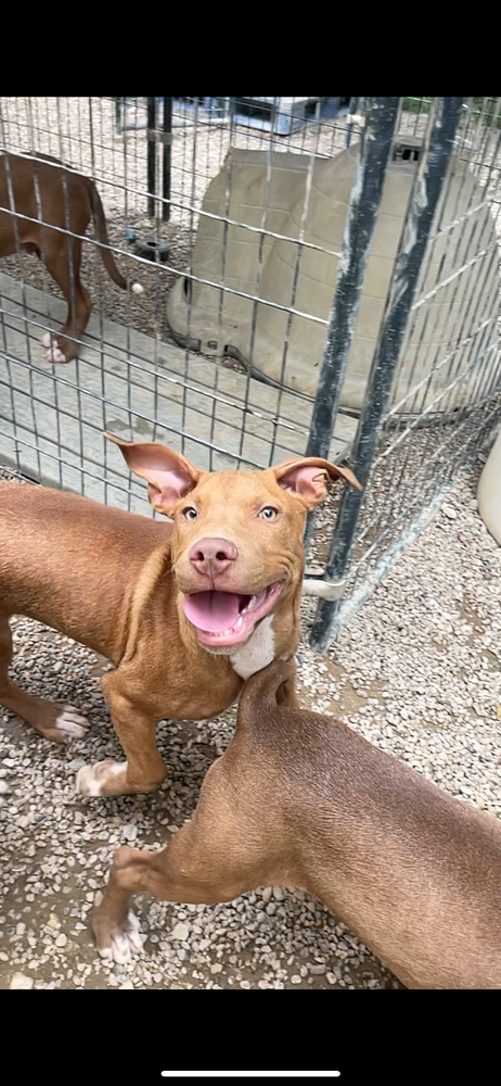 adoptable Dog in Warrenton, MO named BP Pup Guinness