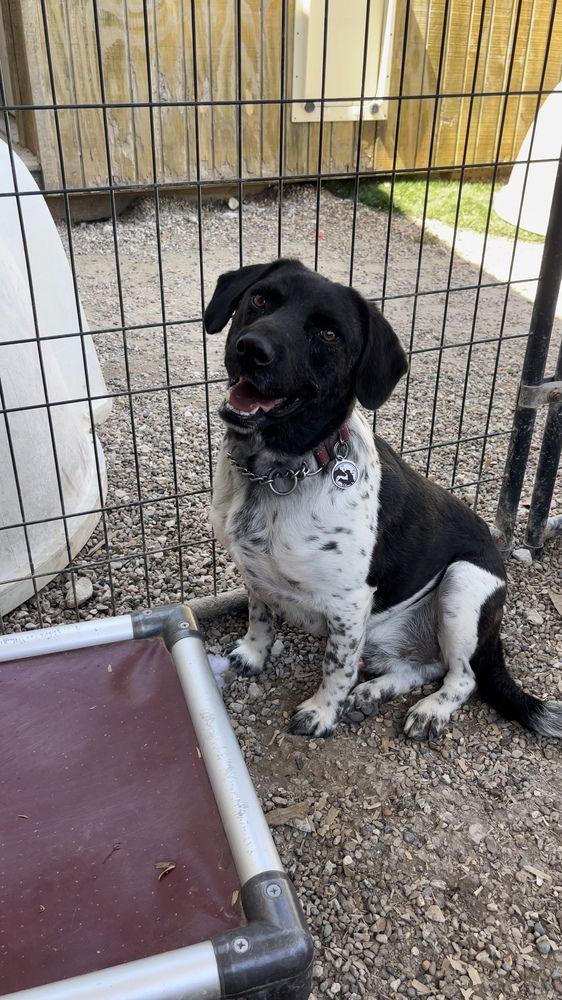 adoptable Dog in Warrenton, MO named Ebbets aka Franklin CO - #22 Bulado