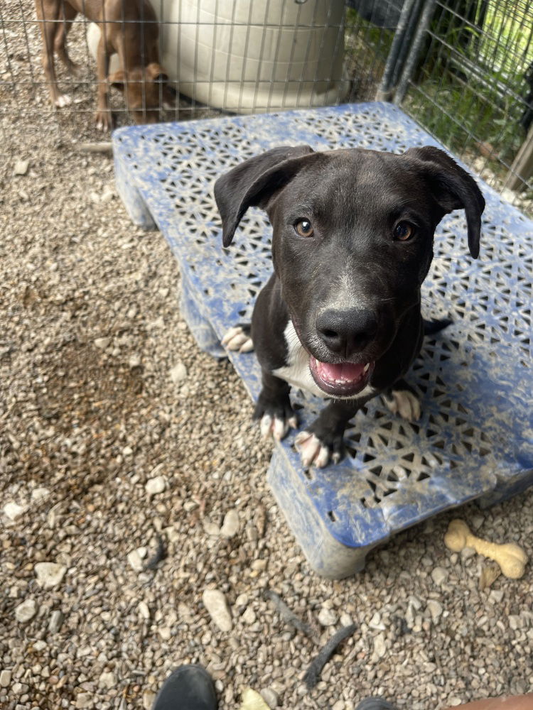 adoptable Dog in Warrenton, MO named BP Pup Hooch