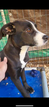 adoptable Dog in Warrenton, MO named Iris