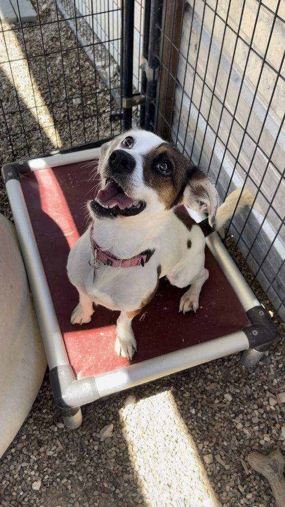 adoptable Dog in Warrenton, MO named Chuck