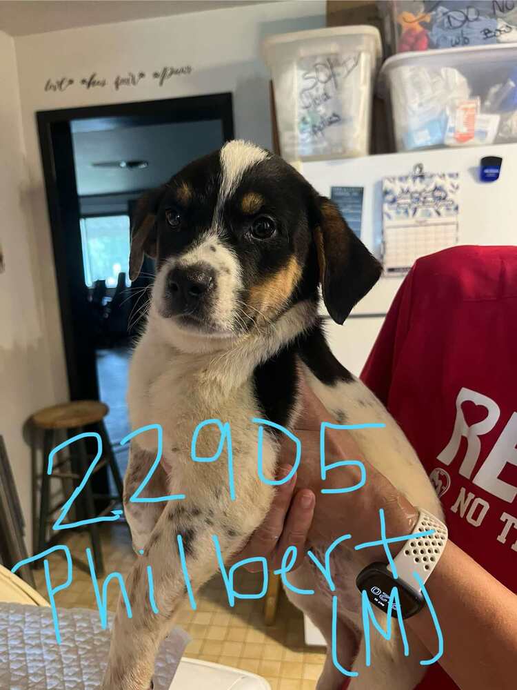 adoptable Dog in Warrenton, MO named BG Philbert