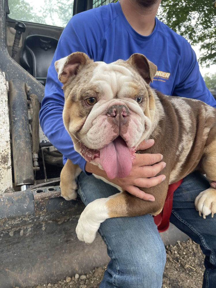 adoptable Dog in Warrenton, MO named Meatloaf