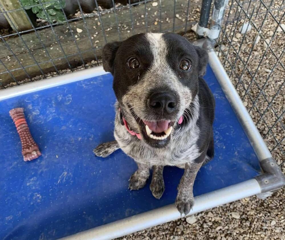 adoptable Dog in Warrenton, MO named Ruby