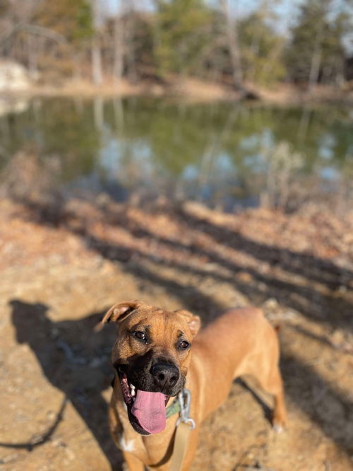 picture of the dog needing adoption