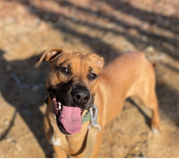 adoptable Dog in Warrenton, MO named Linda