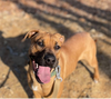 adoptable Dog in  named Linda
