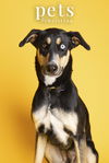 adoptable Dog in  named PB Phoebe