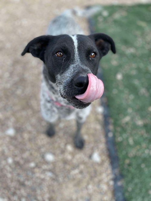 picture of the dog needing adoption