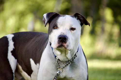 picture of the dog needing adoption