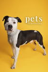 adoptable Dog in  named LSD Court