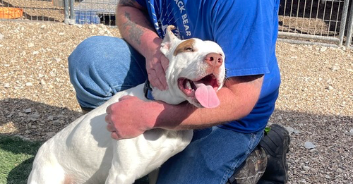 picture of the dog needing adoption