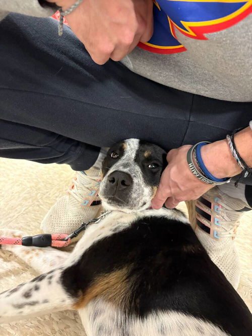 picture of the dog needing adoption