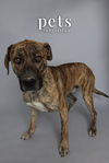 adoptable Dog in  named Remy