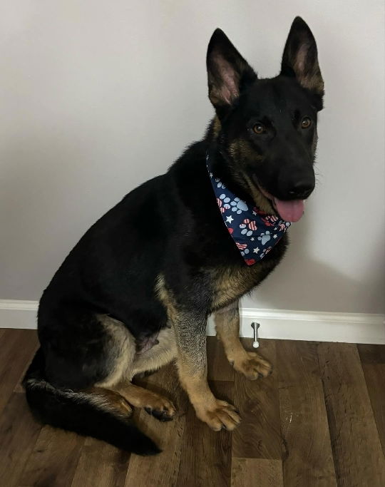 adoptable Dog in Warrenton, MO named Anna