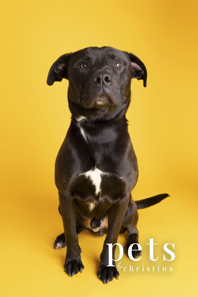 adoptable Dog in Warrenton, MO named Chance Cain