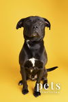 adoptable Dog in  named Chance Cain