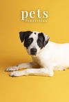 adoptable Dog in  named Jazmin
