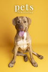 adoptable Dog in  named Lulu