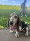 adoptable Dog in  named Nellie