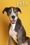 adoptable Dog in  named Finnigan