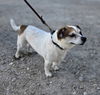 adoptable Dog in  named Cookie