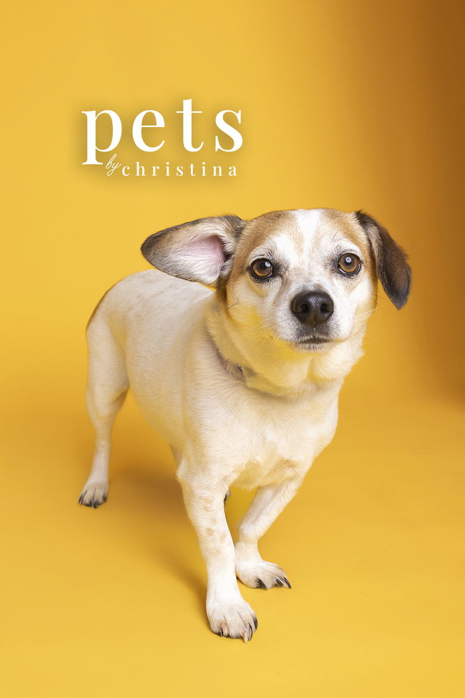 adoptable Dog in Warrenton, MO named Cookie