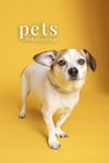 adoptable Dog in  named Cookie