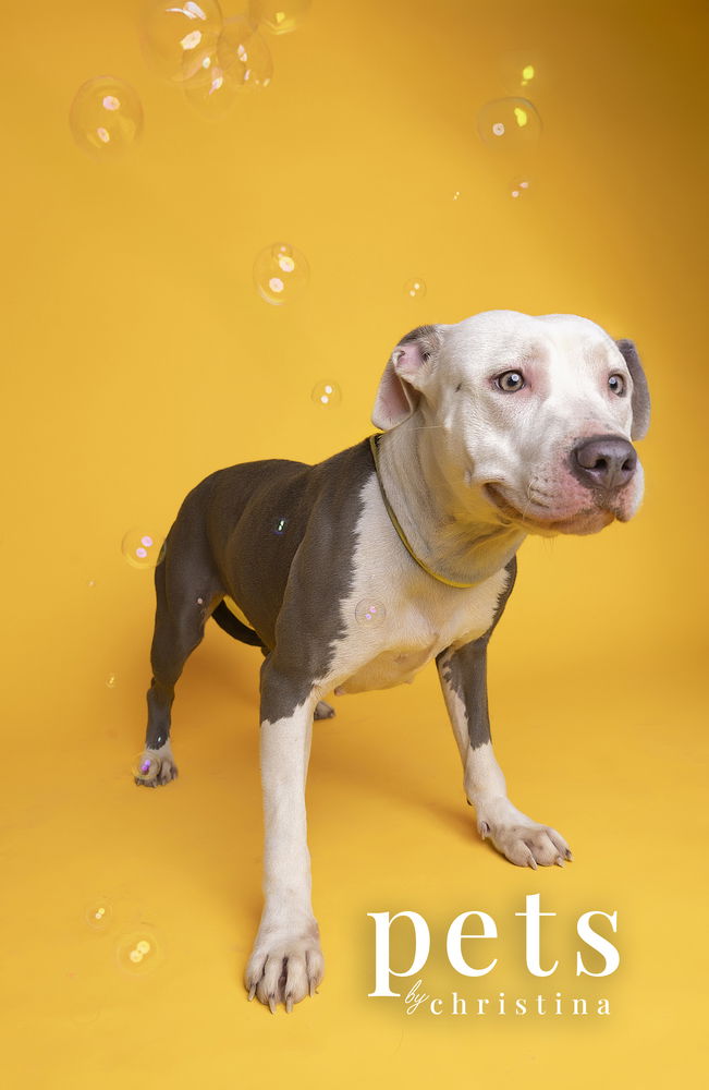 adoptable Dog in Warrenton, MO named Piper