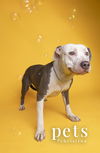 adoptable Dog in  named Piper