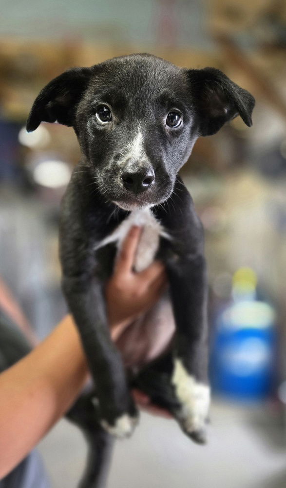 adoptable Dog in Warrenton, MO named RK Kelsey