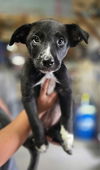 adoptable Dog in  named RK Kelsey