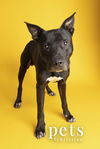 adoptable Dog in  named DK- King