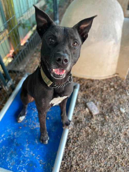 DK- King, an adoptable Shepherd in Warrenton, MO