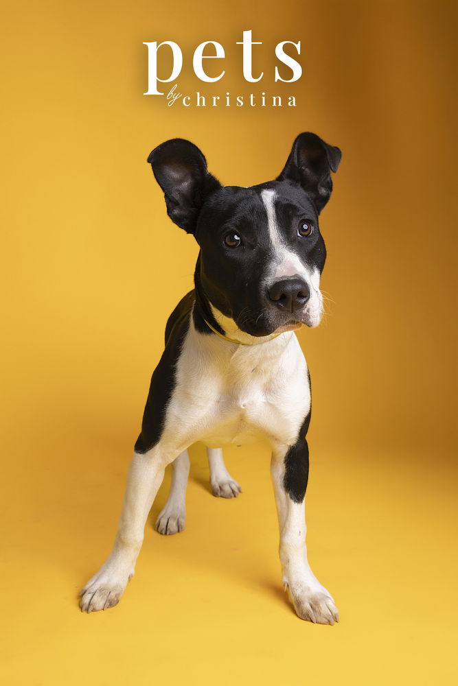 adoptable Dog in Warrenton, MO named Remi