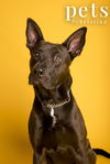 adoptable Dog in  named Knox