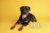 adoptable Dog in  named Honey