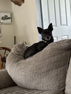 adoptable Dog in  named M Dozer